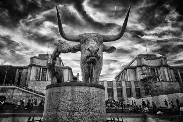 Photograph Yasuhiro Sakuda Bull And Deer on One Eyeland